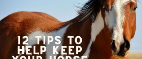 12 Tips to Help Keep Your Horse Safe 